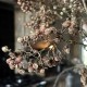 Ligustrum bessentak – donker rood/bruin